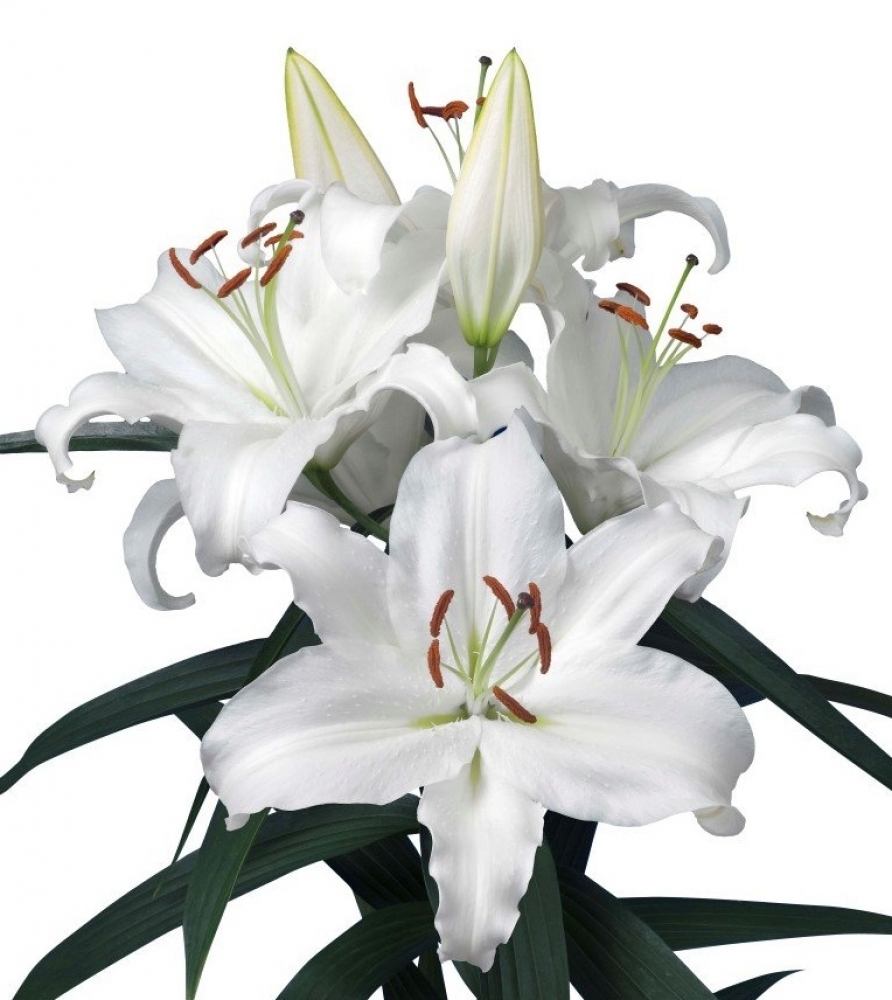 <span style="font-weight: bold;">Лилия&nbsp;</span>